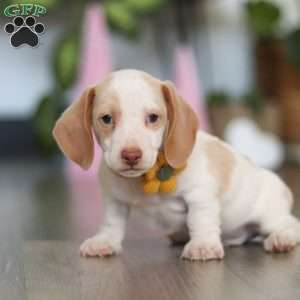 Charlie, Dachshund Puppy